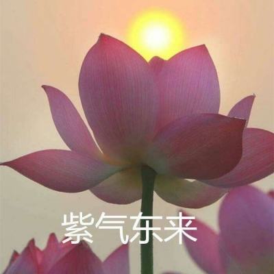 玄机新秦时明月手游官方版下载